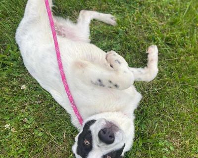 Young. Black. Adoption process Lucky's Legacy exists to serve the best interest of the animals in our care; thus, we have the right to deny the adoption of any animal at any time. Furthermore, Lucky's Legacy is not responsible for any veterinarian responsibilities that may occur once the adoption process has been completed, unless specified otherwise by an official staff member of the rescue. S...