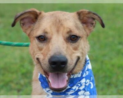 Keagan - Black Mouth Cur-Labrador Retriever Mix Male Adult Dog