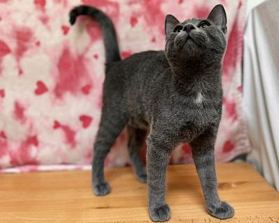 Newberry - Domestic Shorthair Male Cat for Adoption