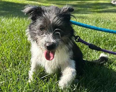 Reese - Terrier (Unknown Type, Medium)/Mixed Breed (Medium) Mix Female Dog for Adoption
