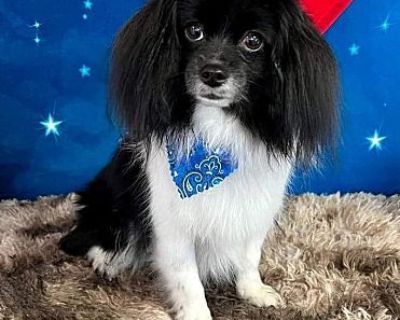 Tucker - Papillon Male Dog for Adoption