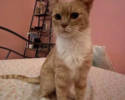 Penny is a very quiet, gentle soul. She spends most of her day sleeping on her fluffy bed. She gets along well with other friendly kitties, but takes some time to warm up to the new household. If you are interested in adopting this sweet girl please contact fosterhueysrescue@gmail.com for more info. Spayed / Neutered. Breed American Shorthair Color Orange or Red/White Age 8 years 1 month old, S...