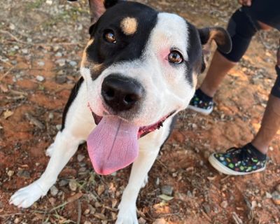 Zeus - Border Collie Mix Male Dog for Adoption