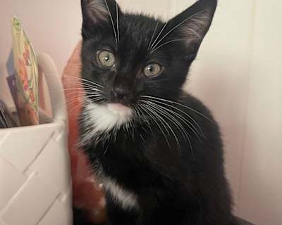 J.R - American Shorthair Male Cat for Adoption