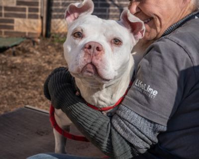 Cheerleader - Mixed Breed Female Dog for Adoption