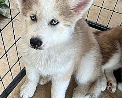 Ridge - Siberian Husky/Husky Mix Male Puppy for Adoption