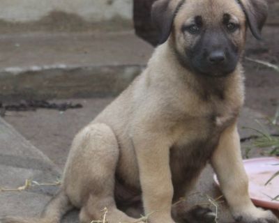 Anatolian shepherd and Kangal mix puppies