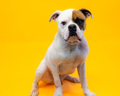 Pen 115 Farley - American Bulldog Mix Male Dog for Adoption