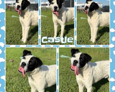 Castle - American Pit Bull Terrier/Mixed Breed (Medium) Mix Male Dog for Adoption