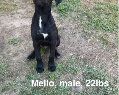 Mello and his sister have been in a foster home for a while.! She s been adopted and now he s wondering when it s going to be his turn! He is about 5 months old now and 22 lbs! So he will be the perfect size for kids, and other dogs in the home! Mello is fully vetted and ready to go home! Located in. Mobile but can travel! https://form.jotform.com/theprettypittiecommittee/pet-adoption-applicati...