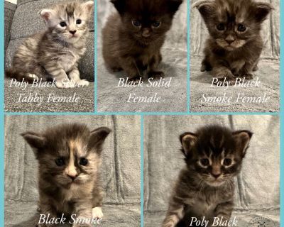 Parents are TICA registered and have been health tested before breeding. Sire is a blue silver mackerel tabby and dam is a black smoke tortie. Dam comes from Champion lines and both parents come from European lines, meaning their parents were European imports.
Kittens will be fixed, microchipped, have 30 day trupanion insurance before leaving, 1 month supply of flea medication, vet records/docu...