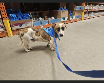 Smitty - Miniature Dachshund & Terrier Mix Male Dog for Adoption