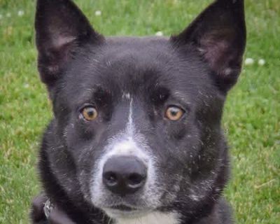 Pirouette - Collie/Cattle Dog Mix Female Dog for Adoption
