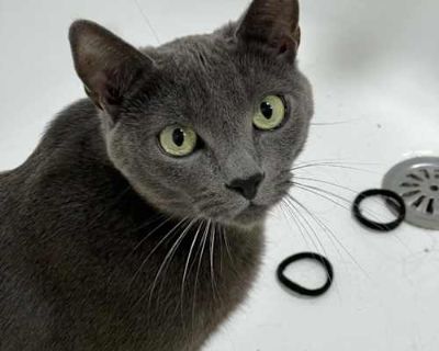 Zack (white and grey) and Roxy (grey) were born on June 10, 2021, and they're a bonded pair from the same litter. They were dropped off by a person who really didnt care about animals, and they were 7 weeks old. Theyre so similar but so different so I'll describe them separately. Zack has been a shy boy since the day we got them, but the thing he loves more than anything is belly rubs and butt ...