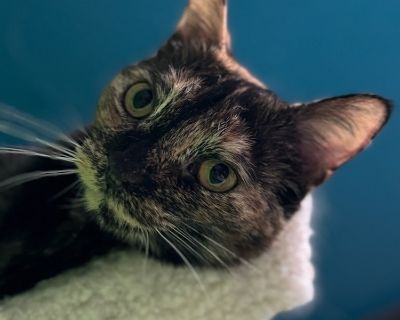 Tallahassee is searching for a purrfect forever home. She is not a fan of dogs or young children and can be cat selective. She and her pal Tallahassee love toys...especially balls or laser pointers. Tallahassee can be vocal, especially when she wants attention.. Coat length Short House-trained Yes Health Vaccinations up to date, spayed / neutered.. Young Female Medium