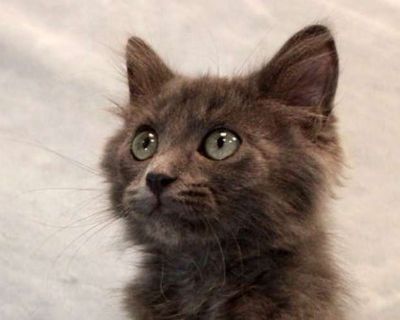 This stunning medium-haired Russian Blue mix isn t just a pretty face he s the full package! With his soft, silvery coat and soulful eyes, he ll melt your heart in seconds. But what really makes him special is his purr -sonality. Laid back and incredibly people-oriented, this sweet boy thrives on human connection. He loves to lounge by your side, follow you around the house, and soak up all the...