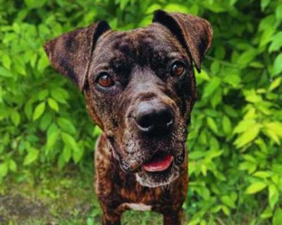 Maisy - Mastiff Female Dog for Adoption