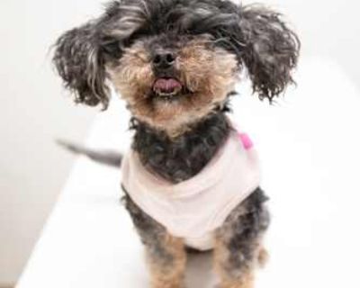 Plum - Poodle (Toy or Tea Cup) Female Dog for Adoption