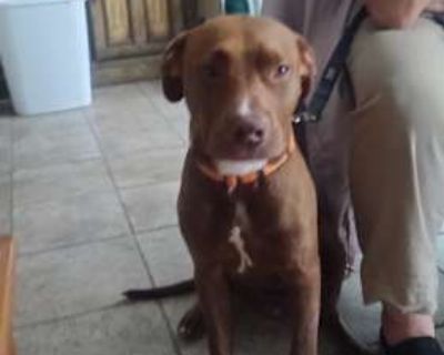 Mikey - American Pit Bull Terrier/Labrador Retriever Mix Male Dog for Adoption