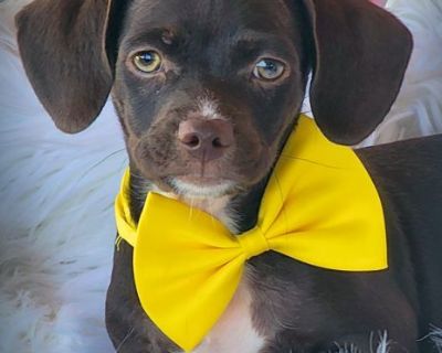 Delicious - Dachshund & Chihuahua Mix Male Puppy for Adoption