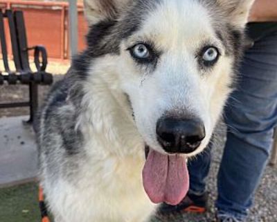 Bella - Siberian Husky Female Dog for Adoption