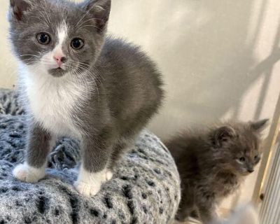 Kwik Stop - Domestic Medium Hair Female Cat for Adoption