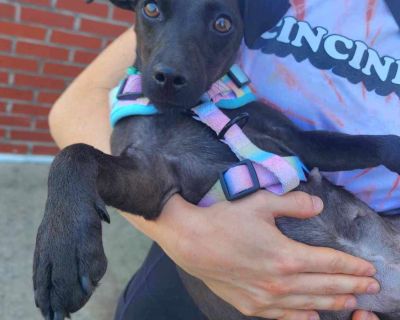 Hermione - Chihuahua & Dachshund Mix Female Dog for Adoption