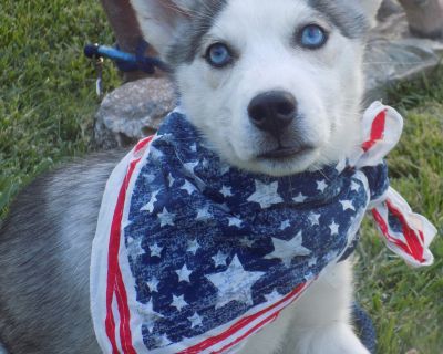 Young INDIE - Siberian Husky Female Dog for Adoption