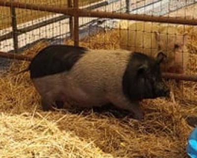 Squidge - Pig Female for Adoption