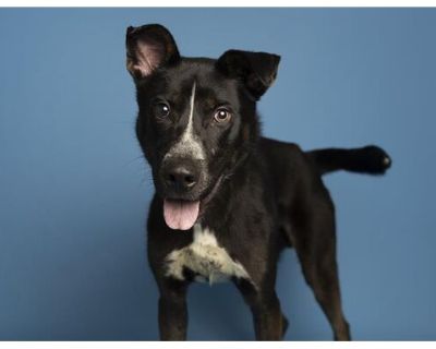 NEPTUNE - Border Collie Male Dog for Adoption