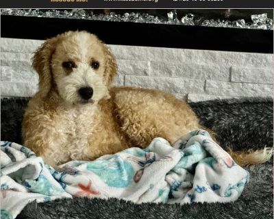 Meet Ella - The Sweet & Spirited Aussiedoodle Puppy! Ella is a 5-month-old female Aussiedoodle with a joyful heart and a gentle soul. She grew up in a home with 8 other puppies and still has 2 sisters looking for their forever homes - Dottie (black & white) and Lilly (chocolate). Ella is a happy, social girl who loves trips to the dog park! At first, she was nervous about car rides, but now she...