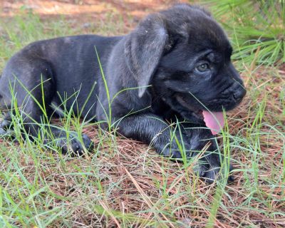 6 Male and 2 Female Cane Corso Puppies for Sale