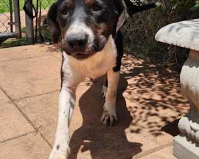 Bruno - English (Redtick) Coonhound/Catahoula Leopard Dog Mix Male Dog for Adoption
