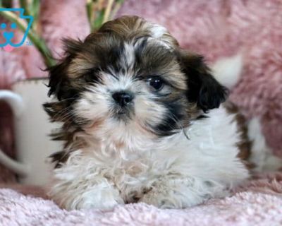 DOB:09-12-2025 (8 weeks old). Available:Available now. Zoey is a sweet little Shih Tzu with a heart as big as her fluffy coat. She enjoys peaceful moments curling up in her favorite blanket, resting her head on your lap, or following you around the house just to be near. This cutie is vet checked, vaccinated, wormed, plus the breeder provides a 1 year genetic health guarantee. Her parents are V...