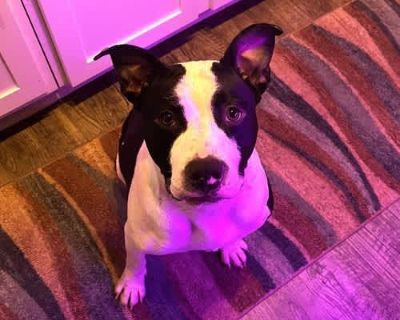 Penny GDP - American Staffordshire Terrier Male Dog for Adoption