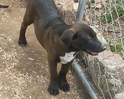 Roman - Labrador Retriever & Australian Cattle Dog / Blue Heeler Mix Male Puppy for Adoption