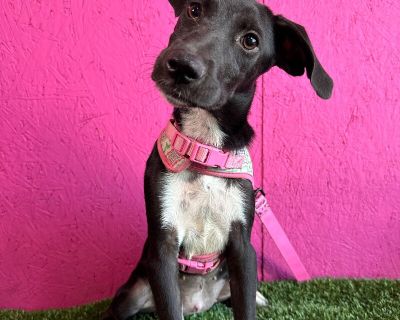 Arpeggio - Black Labrador Retriever & Border Collie Mix Female Puppy for Adoption