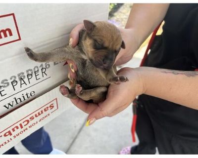 A623831 - Belgian Malinois Female Puppy for Adoption