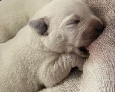 4 Male and 1 Female Labrador Retriever Puppies for Sale