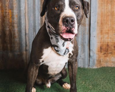 Domino is a gentle giant with a huge heart! This handsome Pit Bull Terrier is estimated between 6-7 years of age and weighs about 65lbs. He was rescued from the harsh streets of Lubbock, TX, where he was found in skeletal condition. Despite his tough start, he has blossomed into a loving and loyal companion. He is now a happy, healthy, active dog! Domino's days are filled with things that bring...