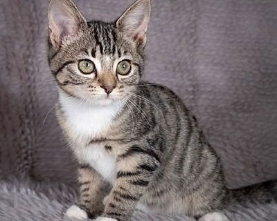 Flap - Andrea foster - Domestic Shorthair Female Cat for Adoption