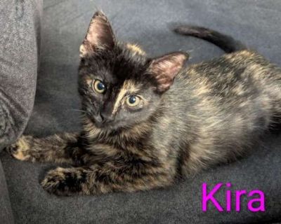 dob 8/11/25. Purebred Spayed / Neutered. Breed Domestic Shorthair Color Age Kitten Sex Female Pet ID 22044809 Hair Length