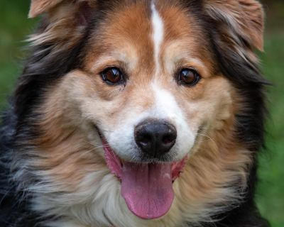 Judge - Australian Shepherd Male Dog for Adoption