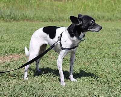 Baby Girl - Rat Terrier Female Dog for Adoption