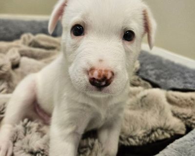 Oliver - Mixed Breed Male Puppy for Adoption