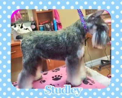 Windjammer miniature hot sale schnauzers