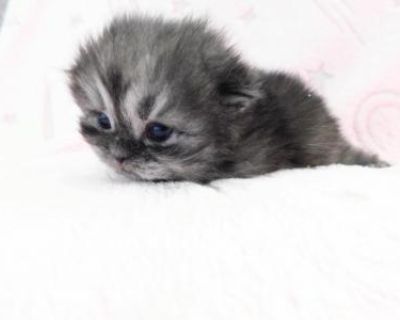 Trixies Trio - Scottish Fold Male & Female Kitten For Sale