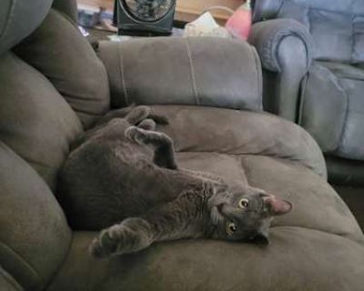 Shrek - American Shorthair Male Cat for Adoption