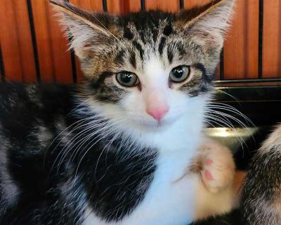 Sheldon - Domestic Shorthair Female Kitten for Adoption