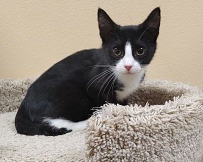 Reggie - Domestic Shorthair Male Cat for Adoption